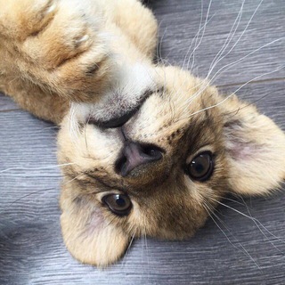 Логотип @cuba_chat - 🇨🇺MUZIC CUBA CHAT🇨🇺