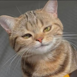 Логотип @cuosechat - я могу говорить