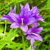 Логотип @curbobic - Обзоры, отзывы на цветы, товары для сада, дома, быта и не только.