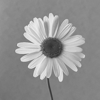 Логотип @curiosity41224 - А.