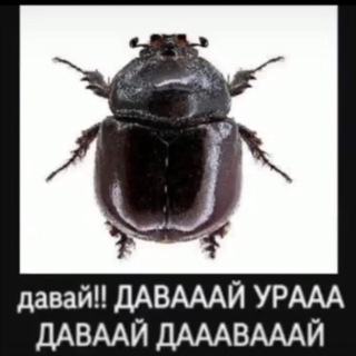 Логотип @curomushkachat - куромушкинцы