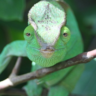 Логотип @curschmann_kaesinger - ❤️⬛️⬜️🟥 Gabriele Curschmann-Käsinger