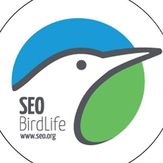 Логотип @cursosseomadrid - SEOBirdLife. Cursos en Madrid