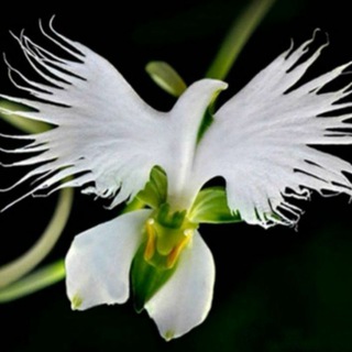 Логотип @custodientesmemorias - 🔵 CUSTODIENTES MEMORIAS