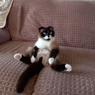Логотип @cute_catss4 - Милые Котики