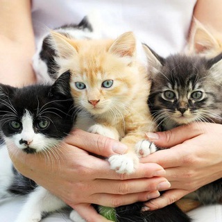 Логотип @cute_kittens_7777 - КОТЯТА😽😽😽ТОЛЬКО В ДОБРЫЕ РУКИ! НАВОИ!