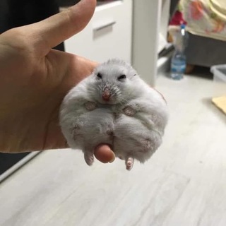Логотип @cuteanimal7 - Cool Hamster Chanel🐹