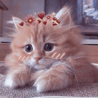 Логотип @cutecat9 - милые котики 💞 животные