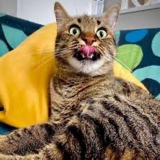 Логотип @cutecats08 - Милые котики😻
