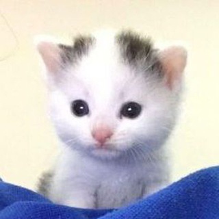 Логотип @cutecats_chat - милые котики 💗 чатик