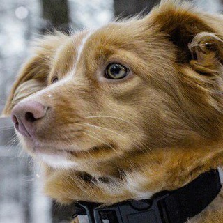 Логотип @cutedogs - Cute dogs 🐶