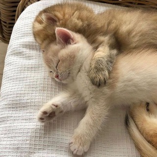 Логотип @cutekitiki - Милые котечки💕