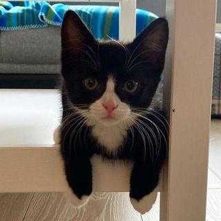 Логотип @cutekittyfiles - котячьи файлы