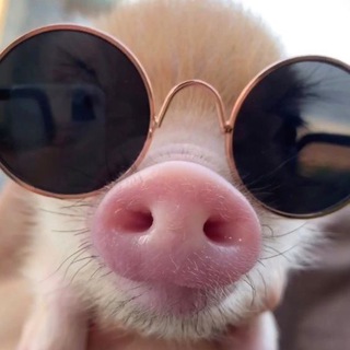 Логотип @cutepigs - Сладкие рыльца