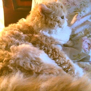 Логотип @cutiepostcards - Милые Послания