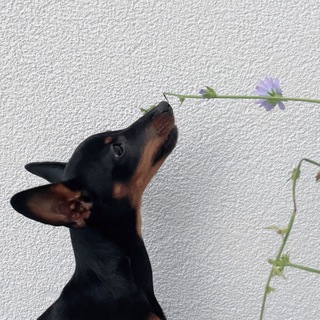 Логотип @cvergdybenko - Вэнс одобряет