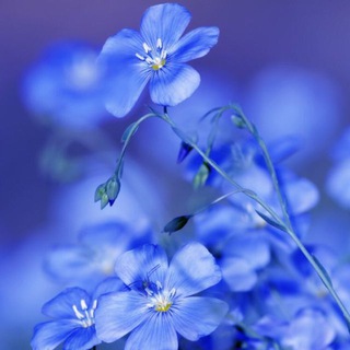 Логотип @cvetighizni - ☀️Цветы жизни☀️