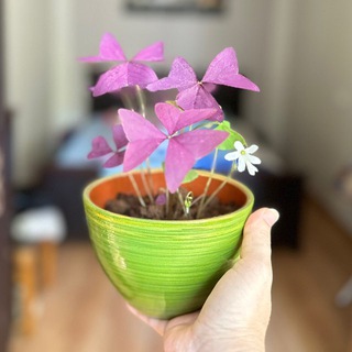 Логотип @cvetmagic - ЦВЕТОЧНАЯ МАГИЯ 🌱