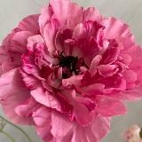 Логотип @cvetniiikk - cvetnik🌿💛