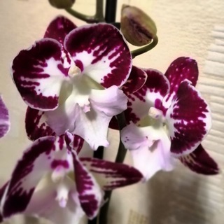 Логотип @cvetochki41 - 🍀🌼 Цветочки41 🌼🍀