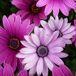 Логотип @cvetochki_like - 🌺 МИР ЦВЕТОВ