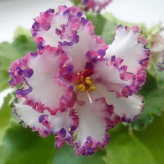 Логотип @cvetochnoe_krujevo - Цветочное Кружево