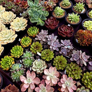 Логотип @cvetrayprim - Цветочный рай. Приморье