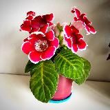 Логотип @cvety_uhod - Цветы и растения🪴