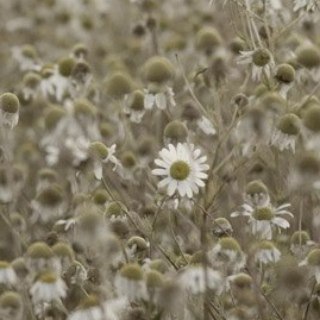 Логотип @cvml_team - Заметки Computer Vision инженера