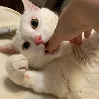 Логотип @cvqezpub - cvqez group