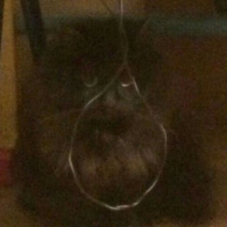 Логотип @cyberbirds_diary - Алкочат параболоїдів