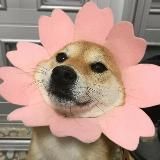 Логотип @d_enge - 🪼ОТЗЫВЫ/ЗАРАБОТОК/money