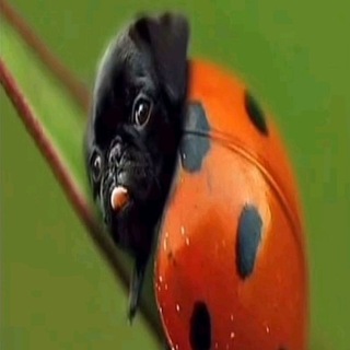 Логотип @d_sh_kk - 𓍢ִ໋🀦