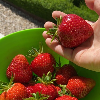 Логотип @dachaleto - Дача Лето Сад - со вкусом и любовью