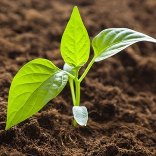 Логотип @dachasezon - Секреты Дачника