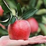 Логотип @dachim - Дача. Сад. Огород