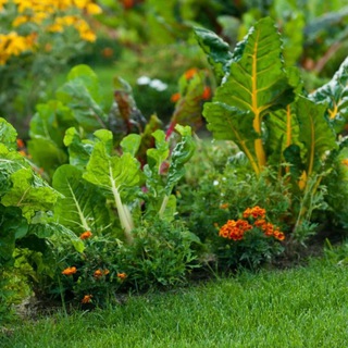 Логотип @dachnicudachnic - Дачник-удачник