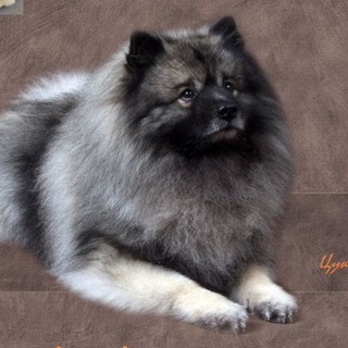 Логотип @daddyline - Кеесхонды Daddy Line