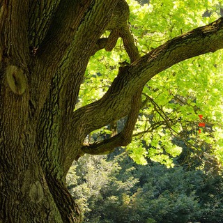 Логотип @dagmarneubronner - Dagmar Neubronner