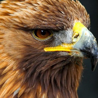 Логотип @dagvest05 - ДЗЕРЖИНСКИЙ