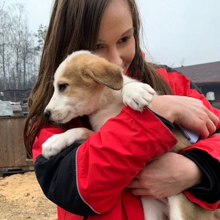 Логотип @daiilapu - Дай Лапу