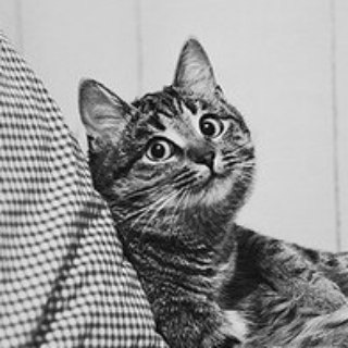 Логотип @daily_cats - DailyCats