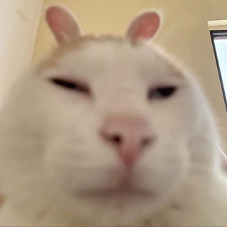 Логотип @daily_kitten - Ежедневный Котёнок