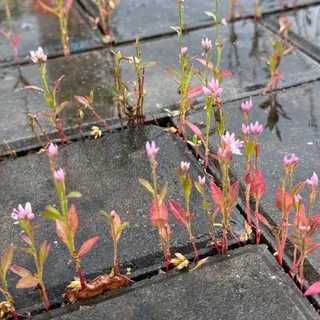 Логотип @daily_science_magazine - Daily Magazine's