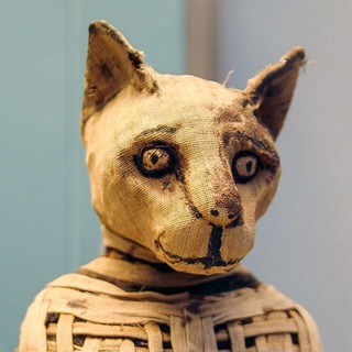 Логотип @dailycat1 - Daily cat