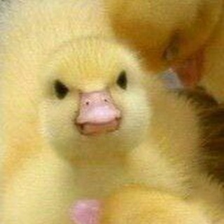 Логотип @dailyducks - Утя на каждый день