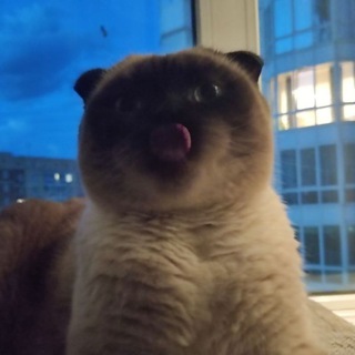 Логотип @dailykosya - Daily KOKOS