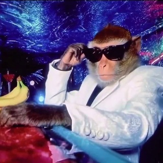 Логотип @dailymonkeys - Daily Monkeys