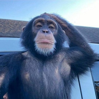 Логотип @dailymonkeyschat - MONKE CHAT