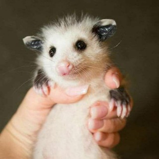 Логотип @dailypossums - 📸 Daily Possums 📹